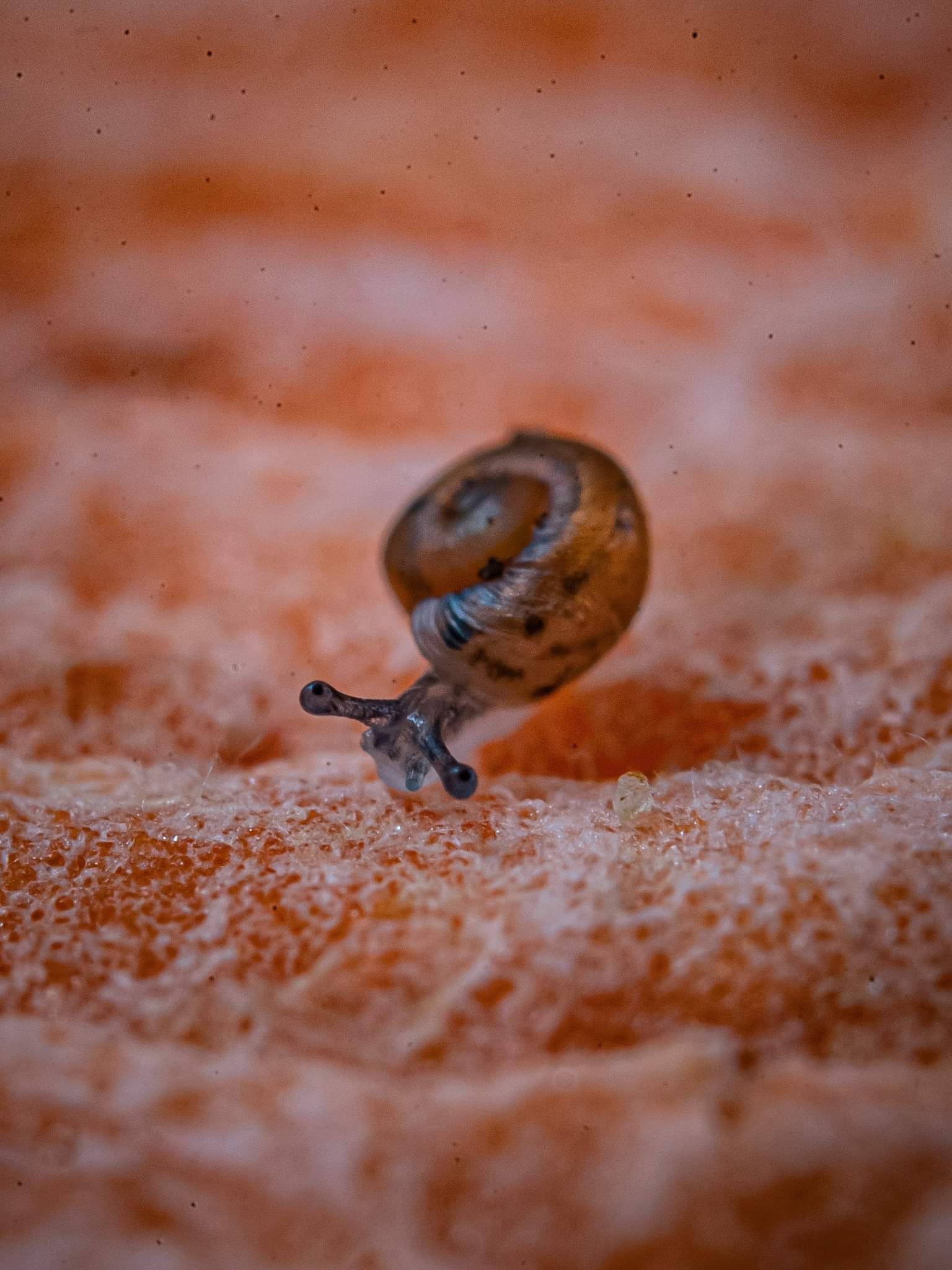 WORLD FIRST THE BABY SNAILS GIVING HOPE TO THEIR SPECIES! Madeira