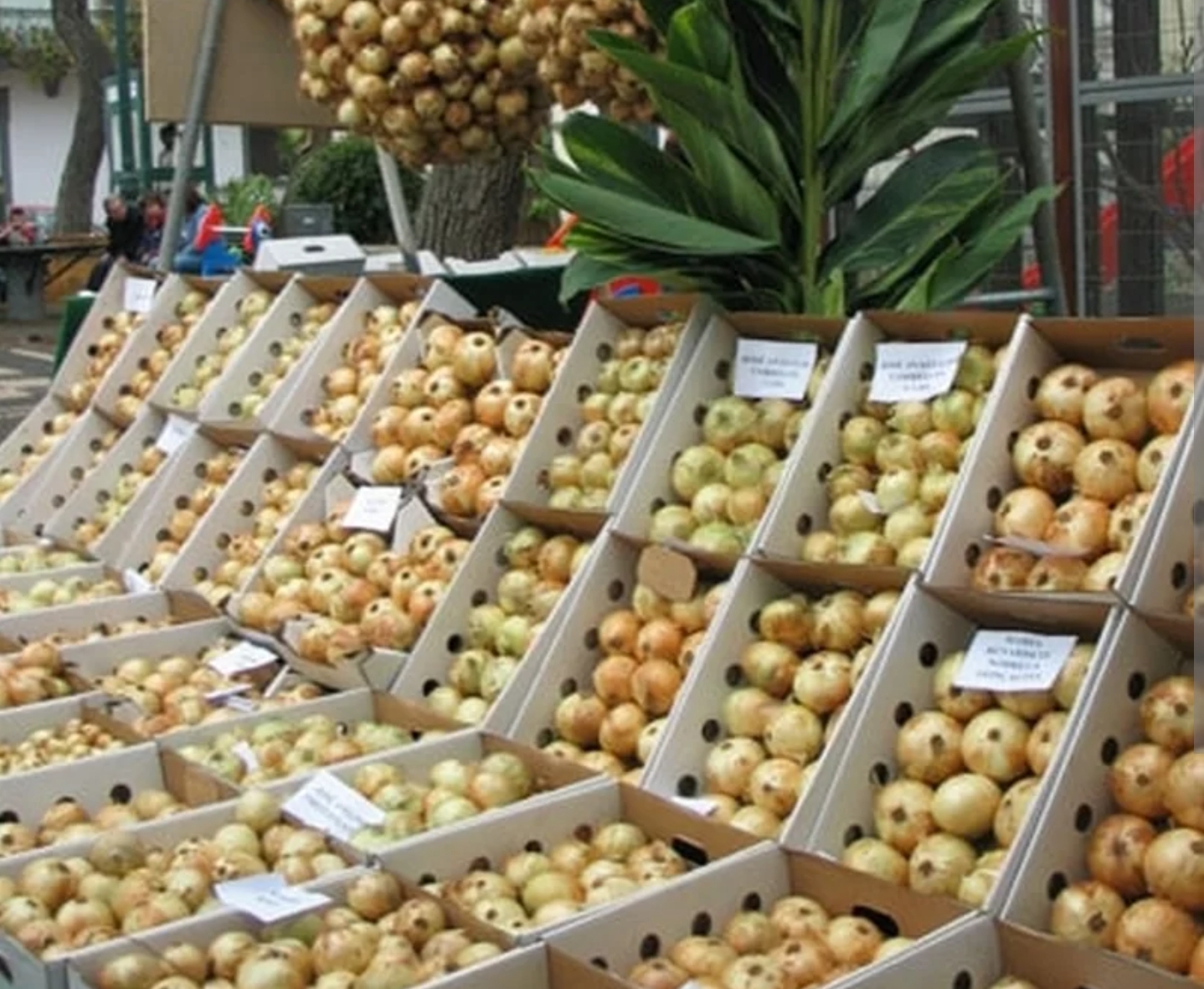 Onion Festival Caniço Madeira Island News Blog